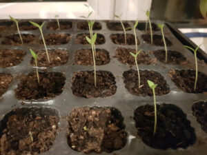 Check out my tomatoes